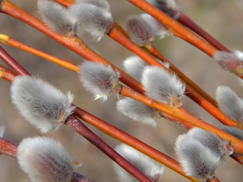 Free macro willow flower image