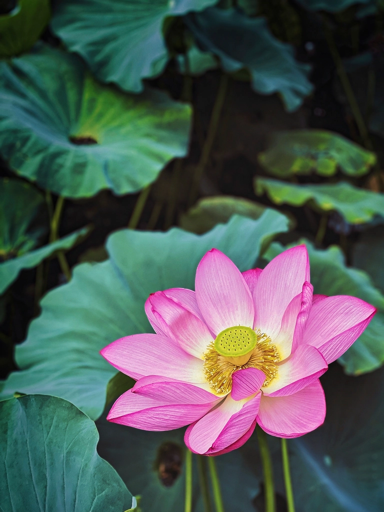 Lotus Flower Blooming, Shinobazu Pond