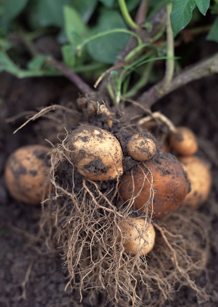 Free potato crop image