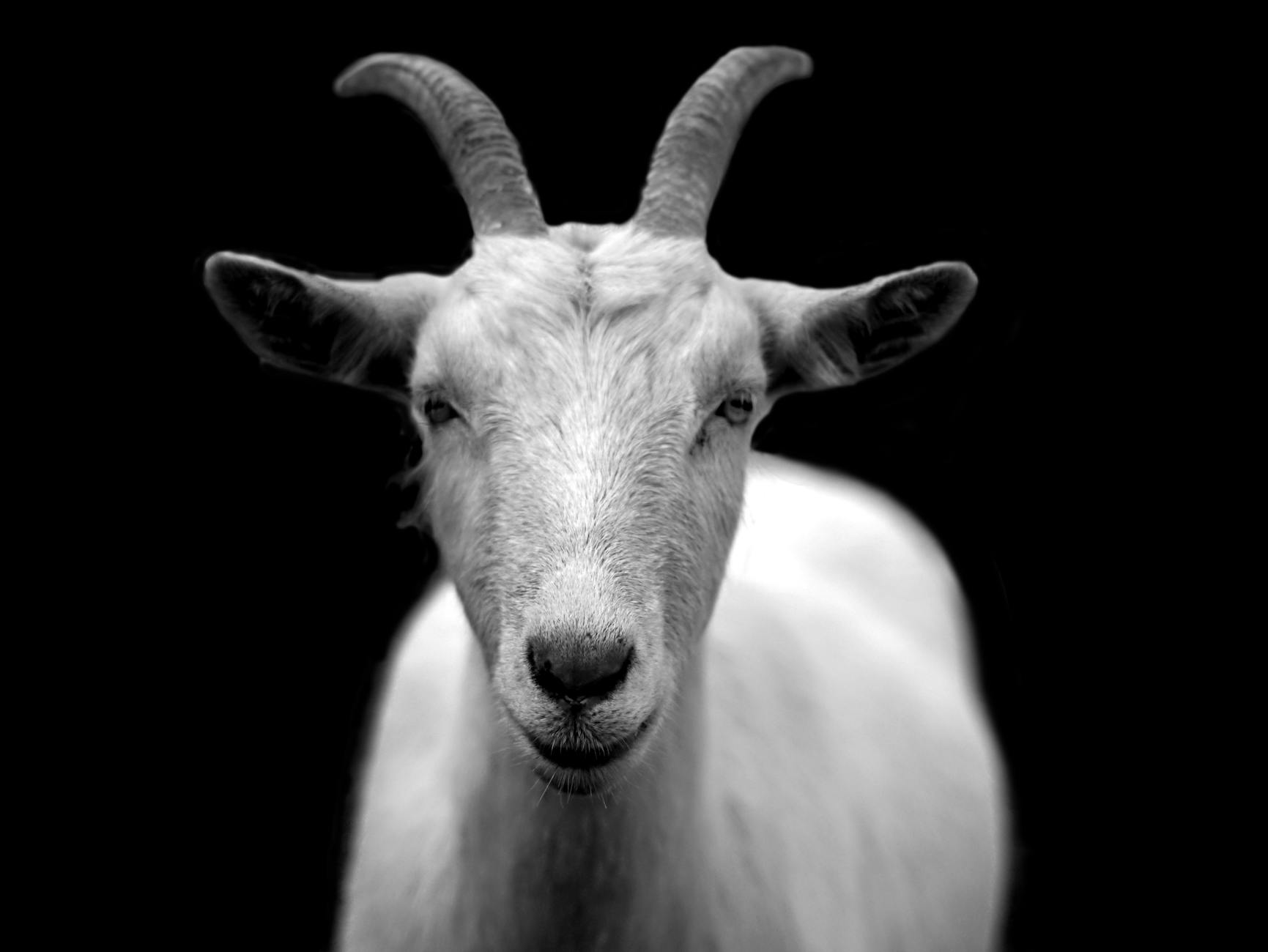 goat products 