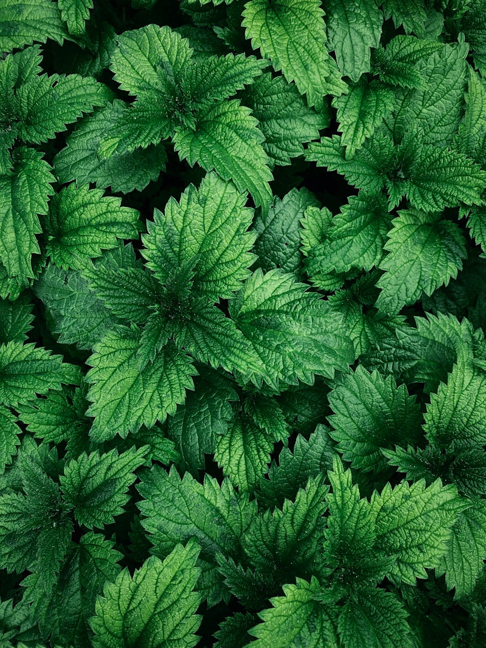 Nettle Stinging grass 