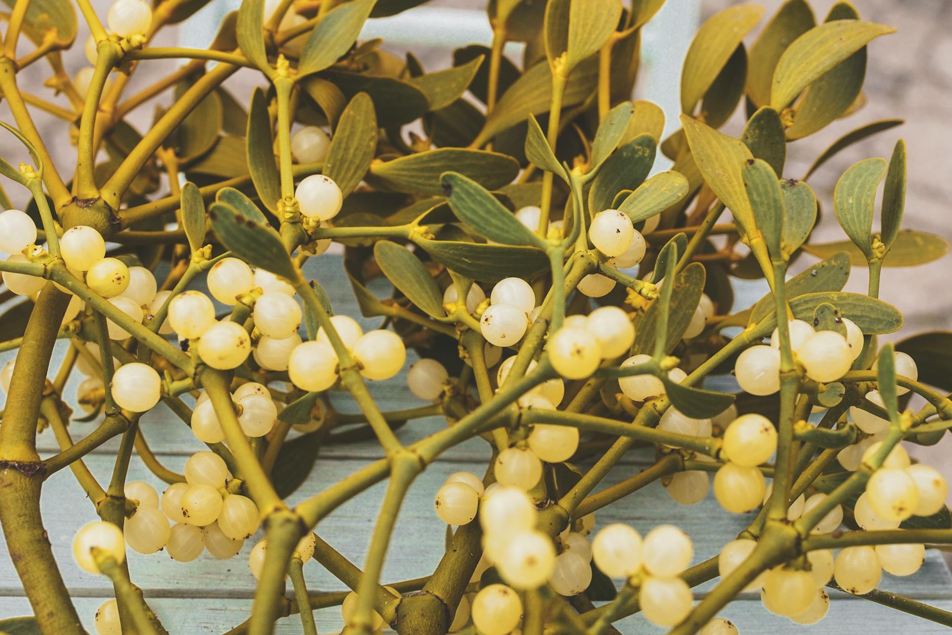 round yellow fruits