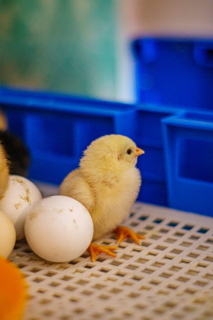 fertilization incubator