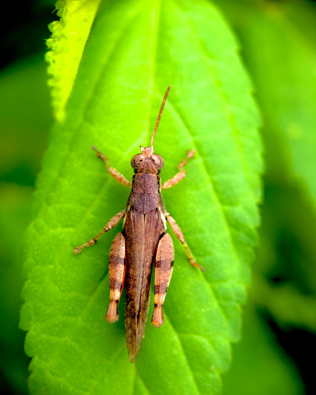 variegated grasshopper 