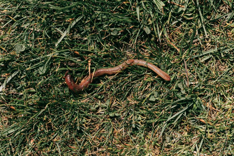 red earthworm crawling on grassy soil
soil living organisms 