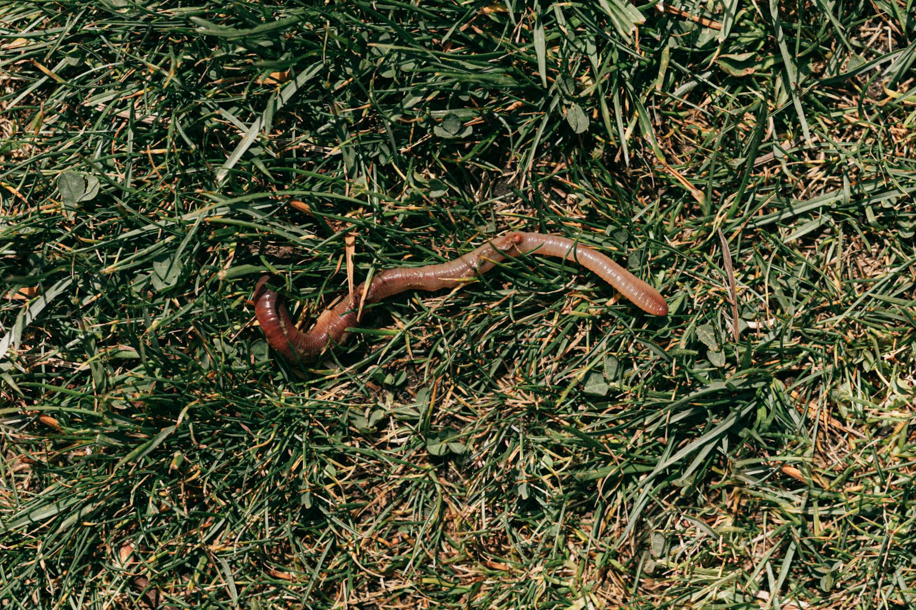 red earthworm crawling on grassy soil
soil living organisms 