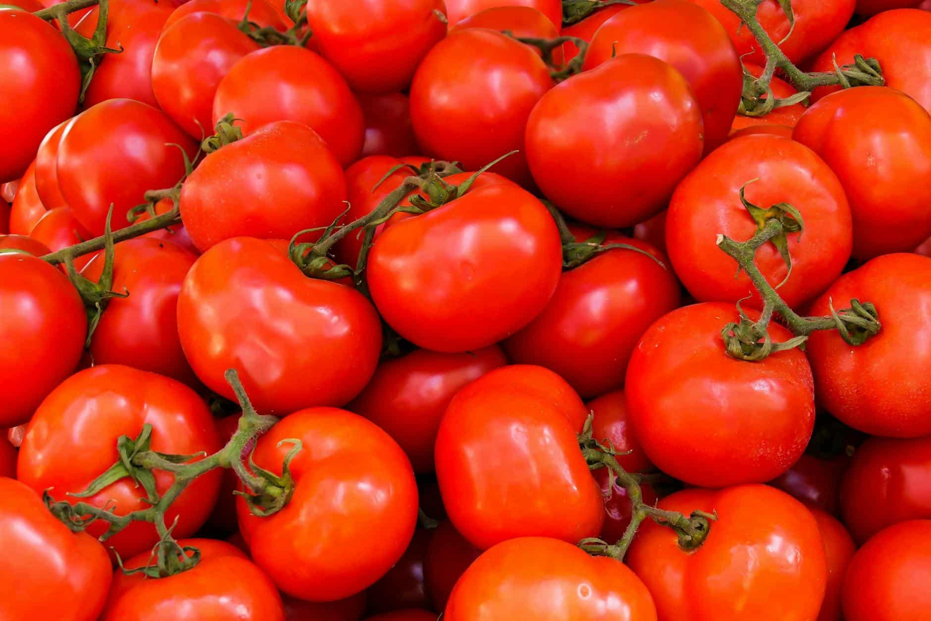 pile of red tomatoes
Tomato cultural practices 