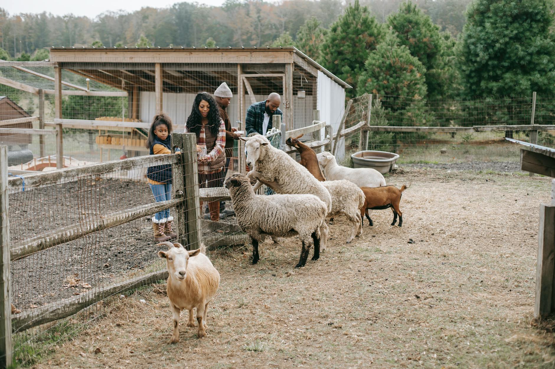 ethnic family giving food to livestock animals on farmland
grazing goats 
