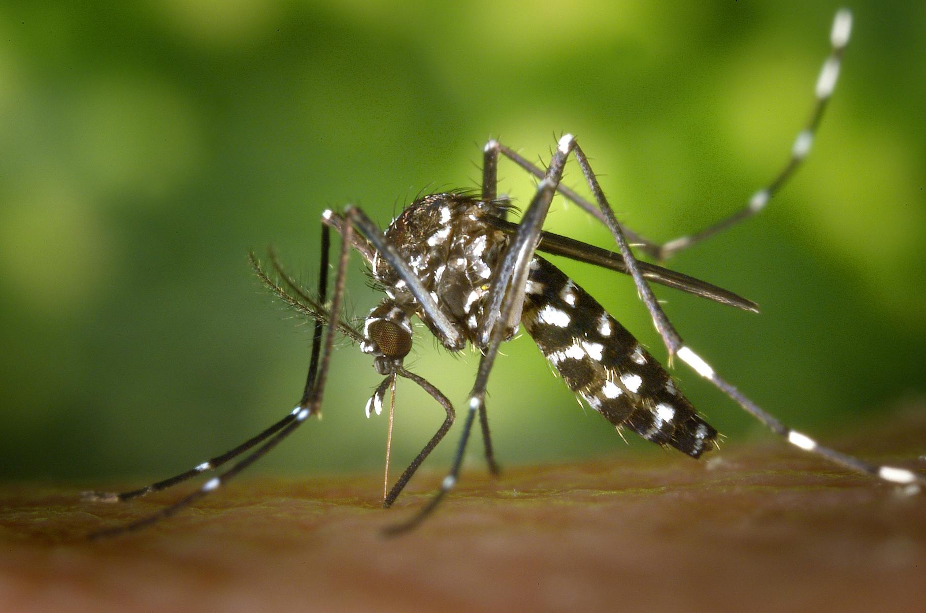black white mosquito
sucking and piercing insect pests 