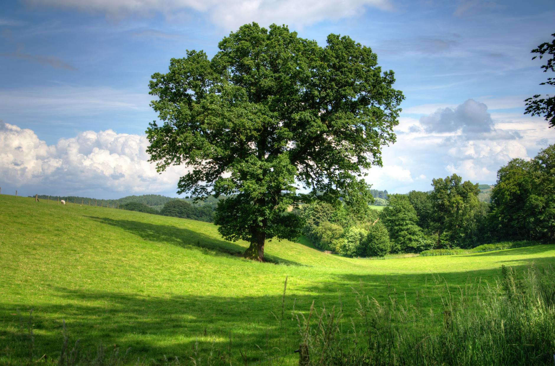green tree on grass field during daytime
permanent tree