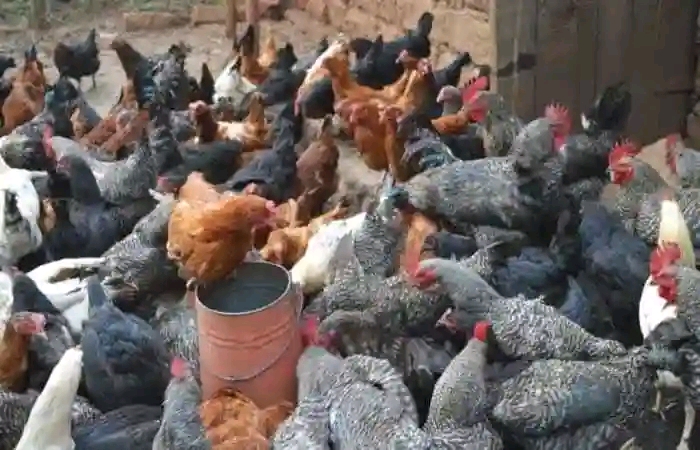 Livestock reproduction. Chicken breeding 