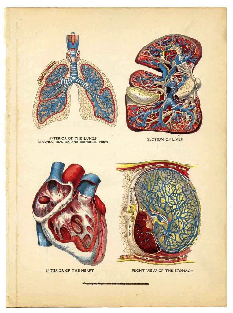 Interior heart, lungs,liver, stomach Household