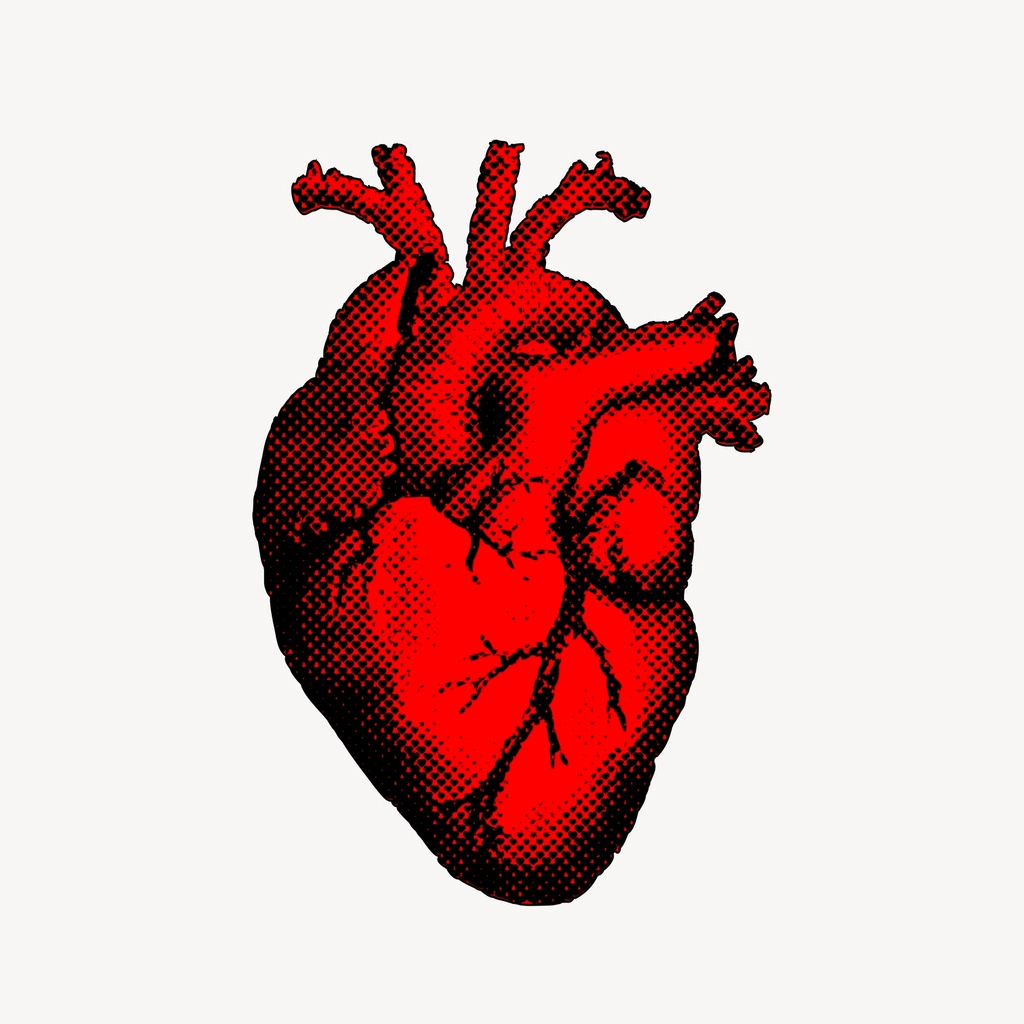 Human heart clipart, realistic illustration
