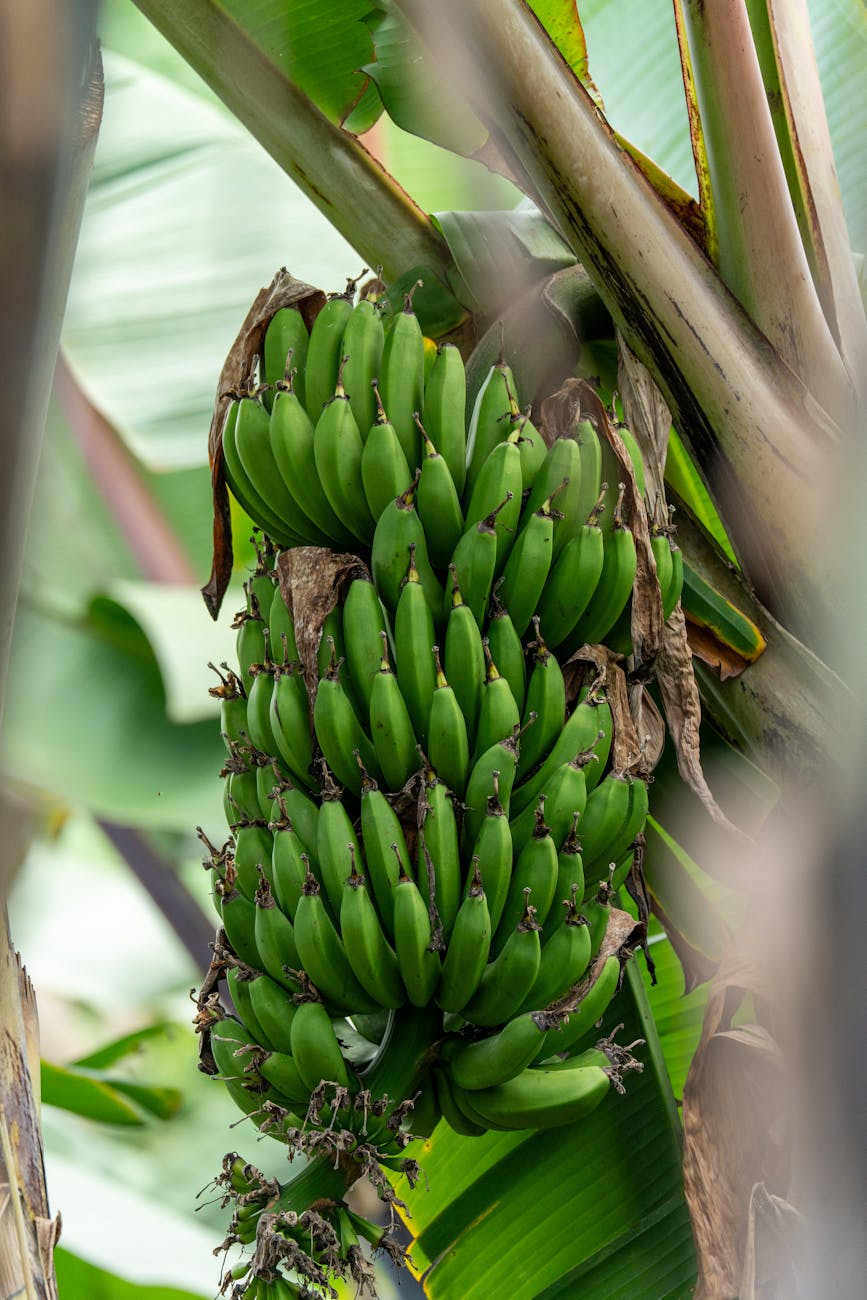 bunch of green bananas on a tropical plant