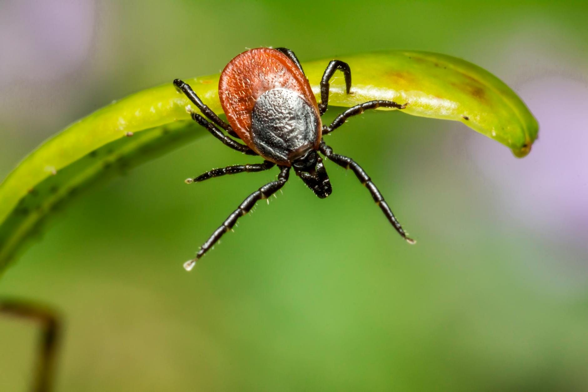 brown tick on green leaf
parasitism 