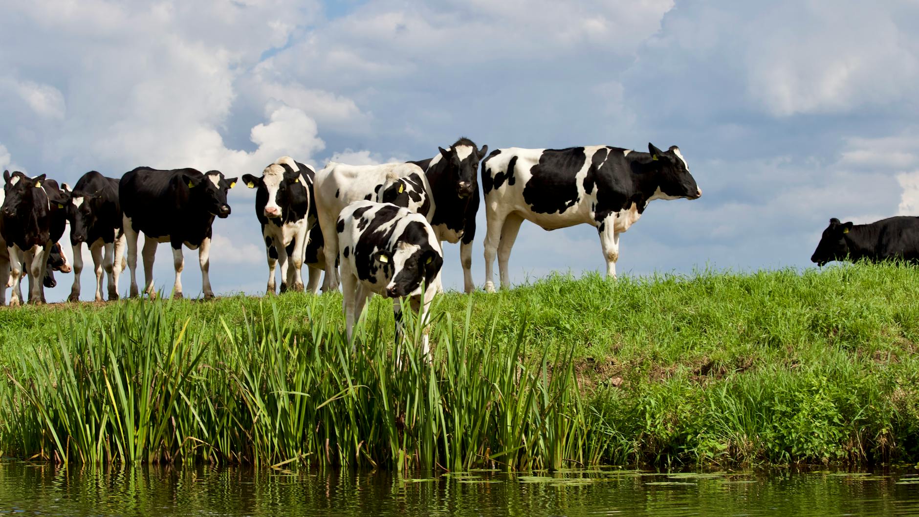 group white and black cow
Cattle rearing 