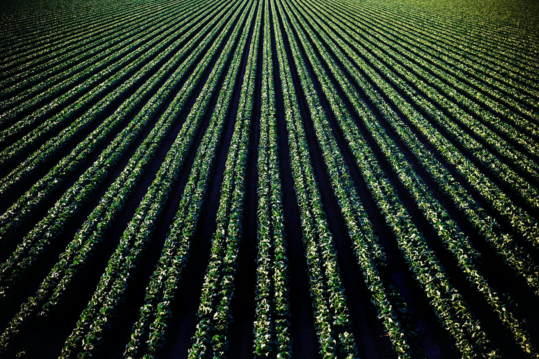 photo of green and black lights