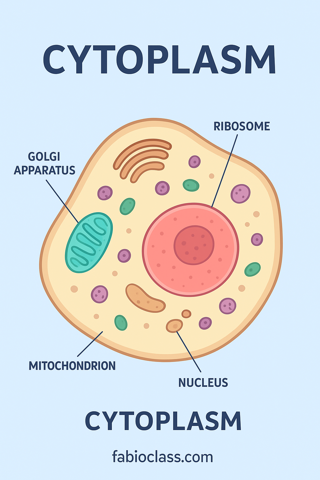 Cytoplasm Structure Functions And Importance In Cells Fabioclass Cytoplasm Structure Functions And Importance In Cells Fabioclass