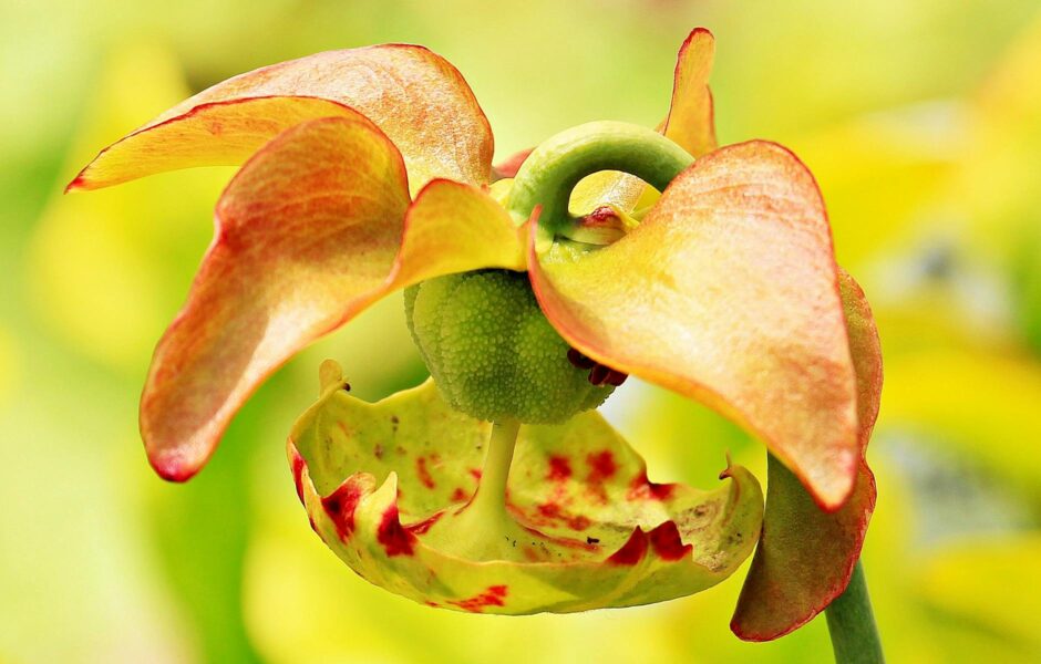 macro photography of orange and green flower
carnivorous nutrition 
