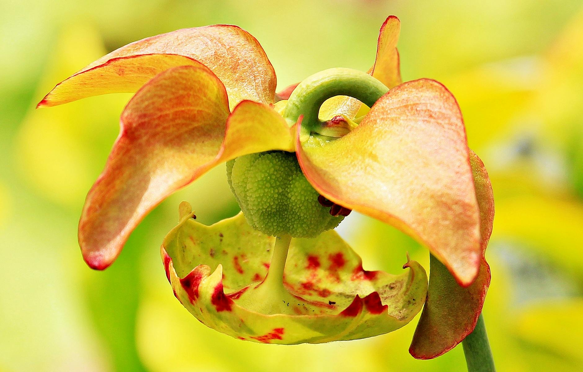 macro photography of orange and green flower
pitcher Plant 