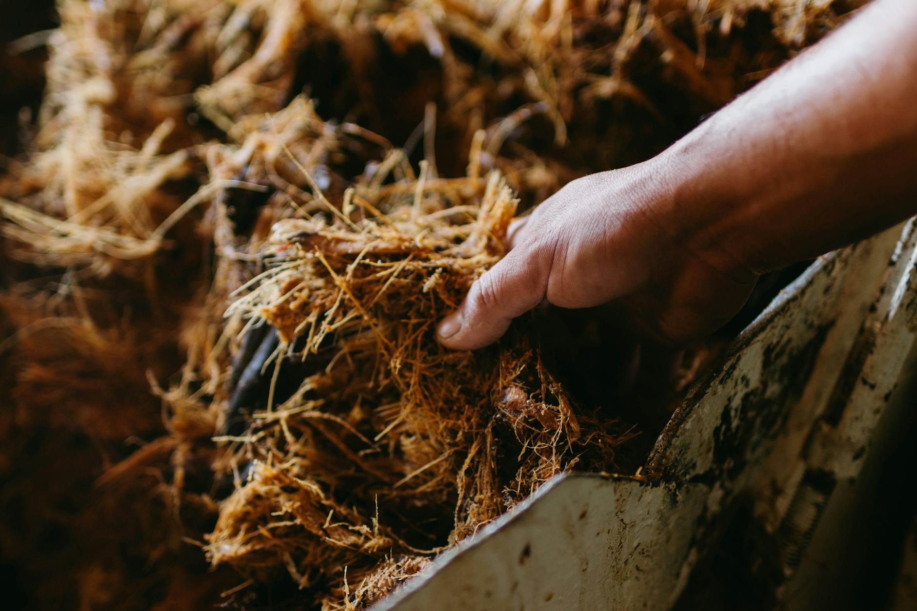 hand touching shredded agave plant
biomass