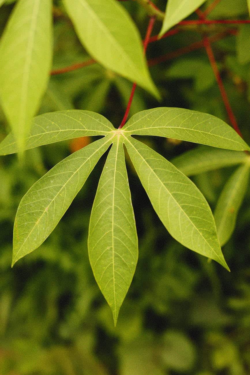 cassava pests and diseases 
