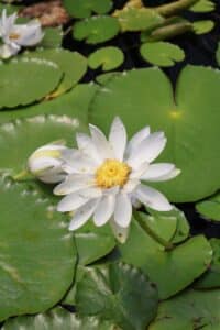 serene white water lily amidst green lily pads
stomata