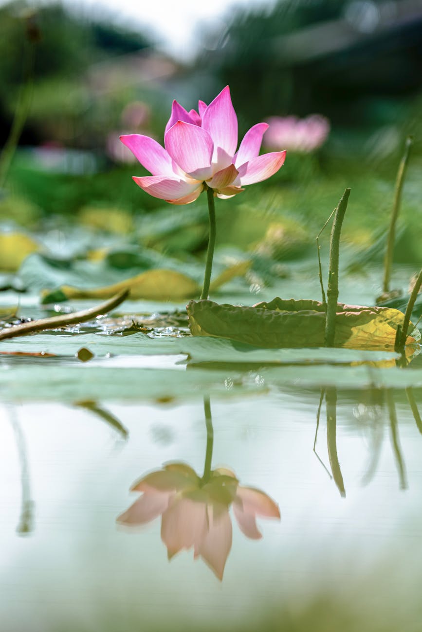 ecological factors common to aquatic habitats 