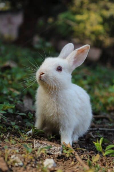 white rabbit on green grass
Heterotrophs 