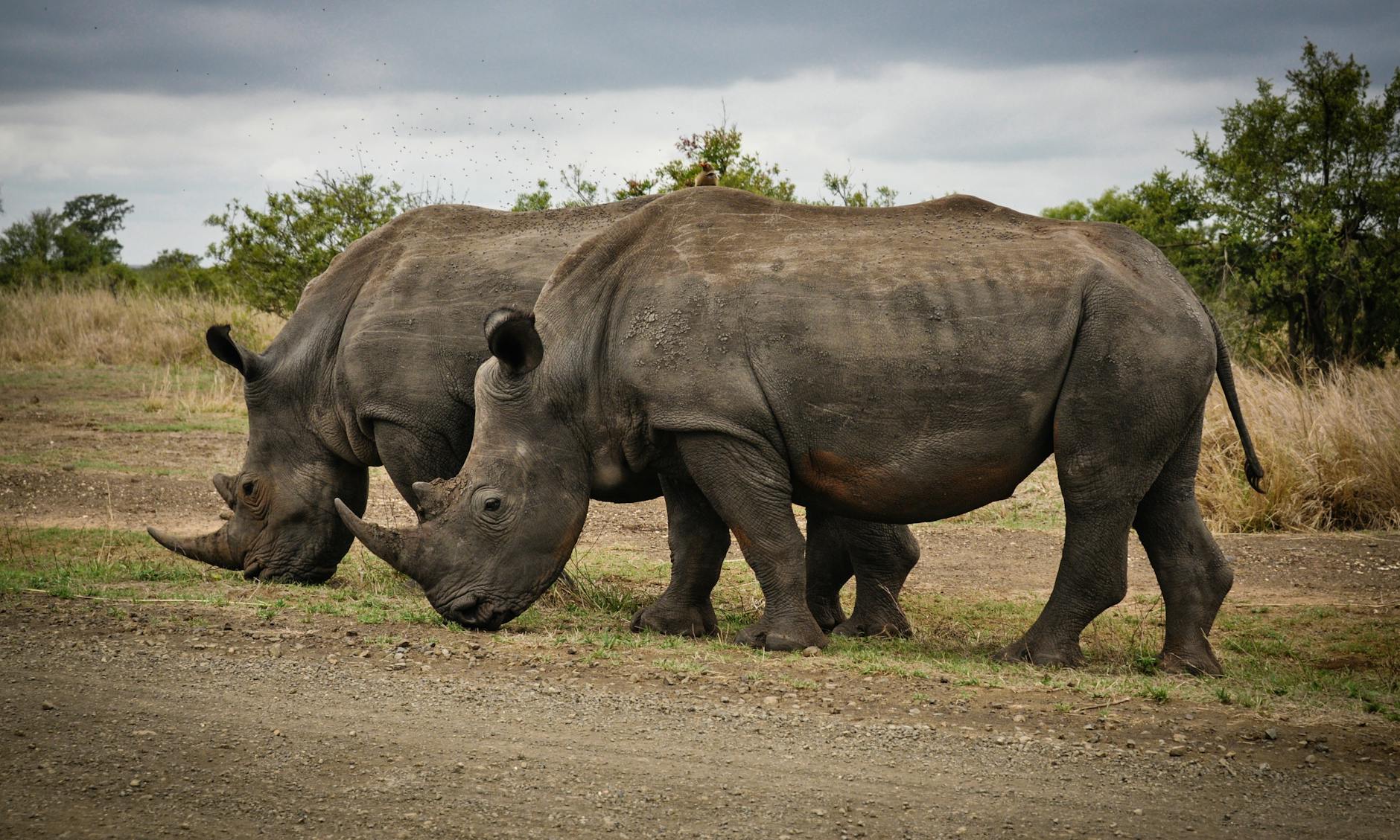 two rhino on gray field
Phylogeny 