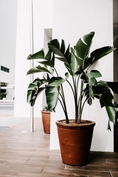 green indoor plants
ammonification 