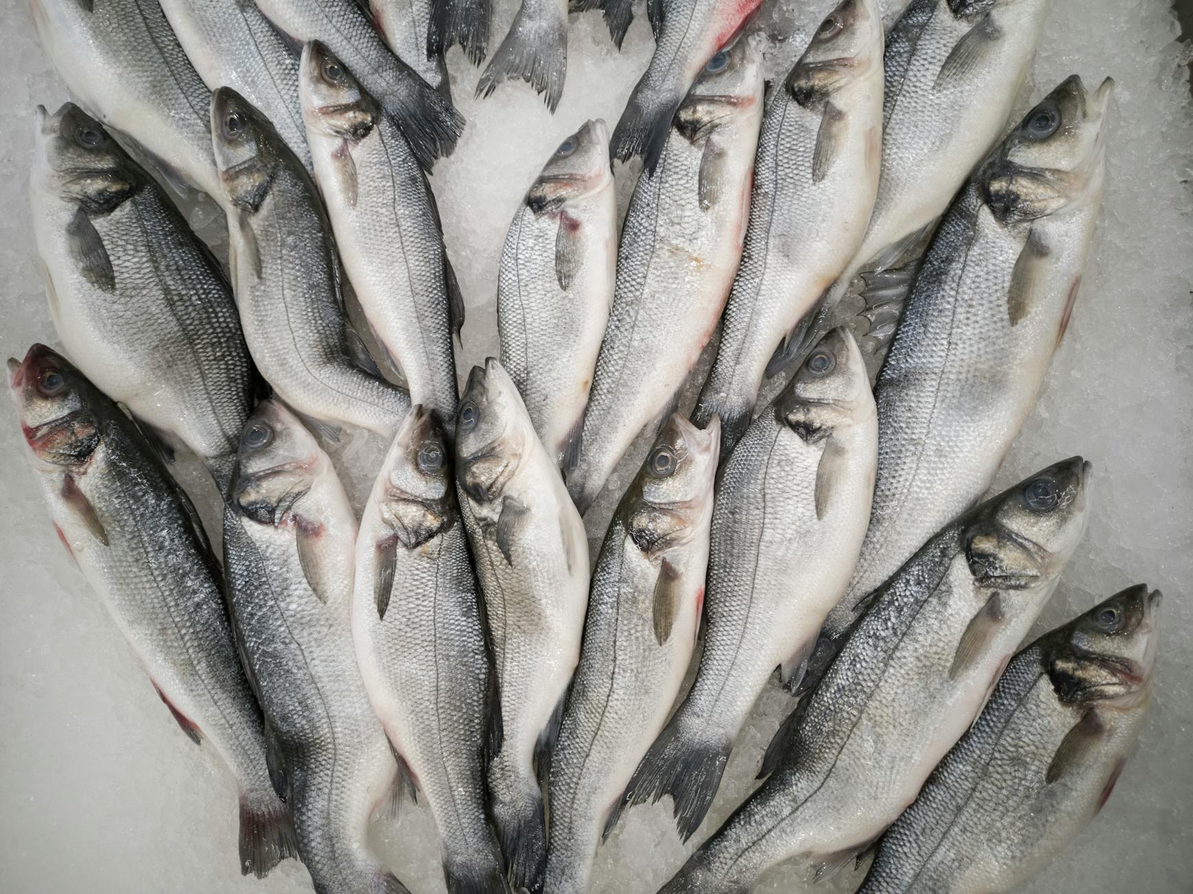 bunch of grey fish
