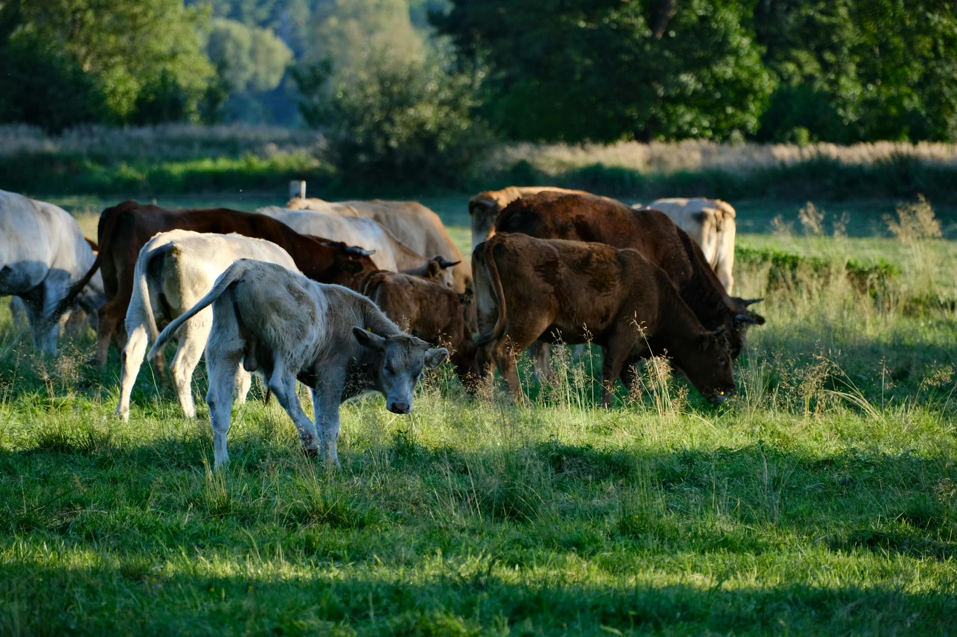 grazing cattle in a sunlit pasture
nomadic farming system 