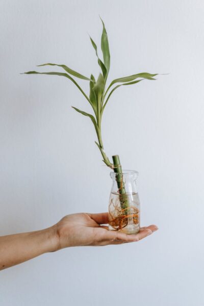 mycorrhiza 