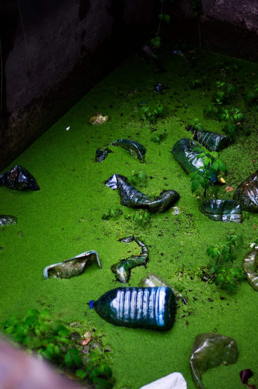 Algae 