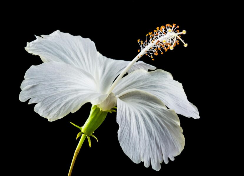 white hibiscus flower with sepal