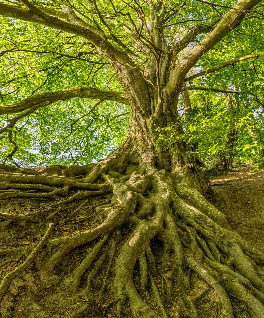 green tree photo
nitrification 