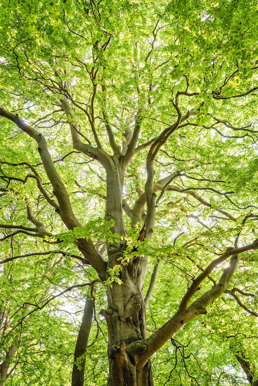 low angle shot photography of green trees
angiosperms 