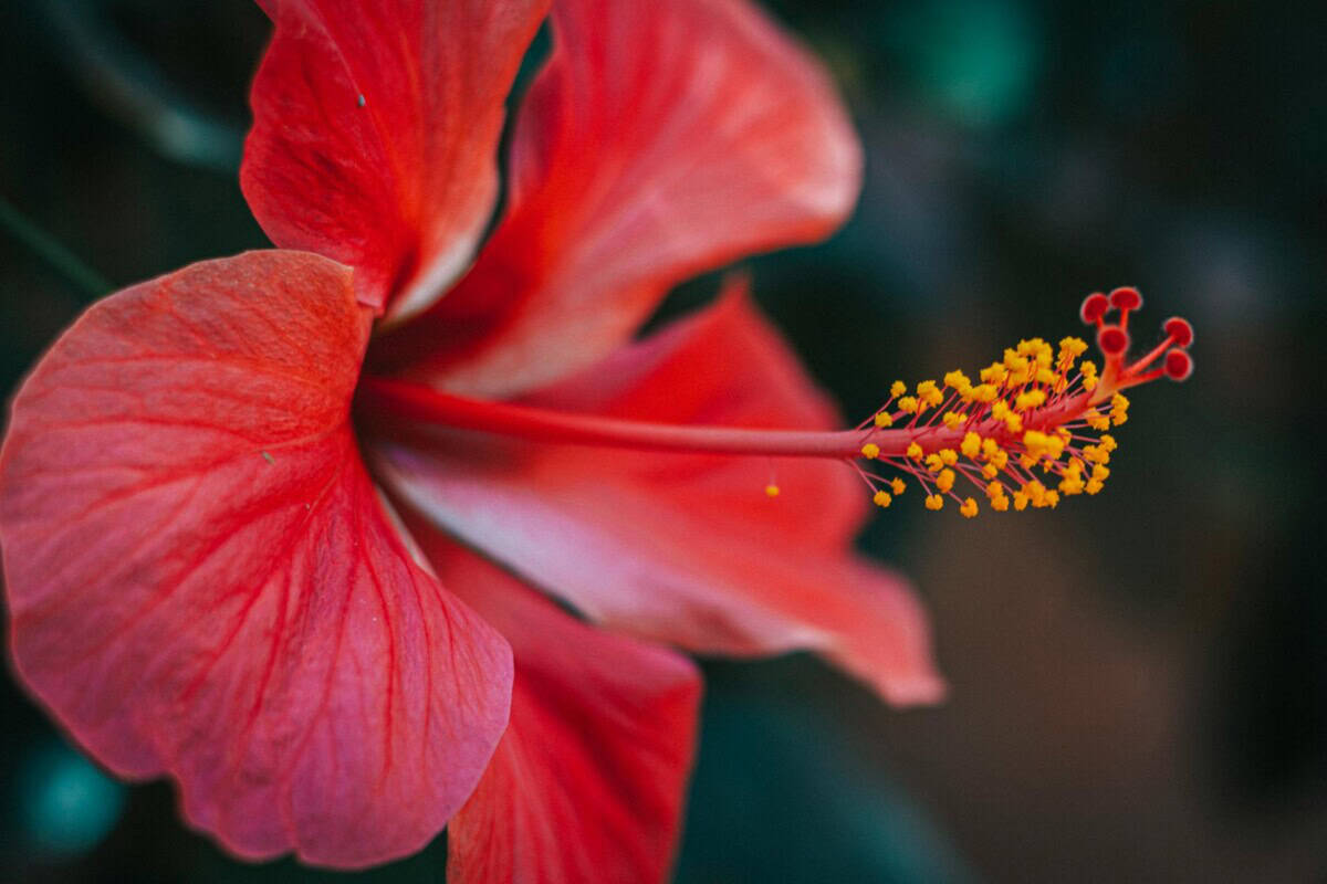 red hibiscus in bloom
corolla in hibiscus flowers