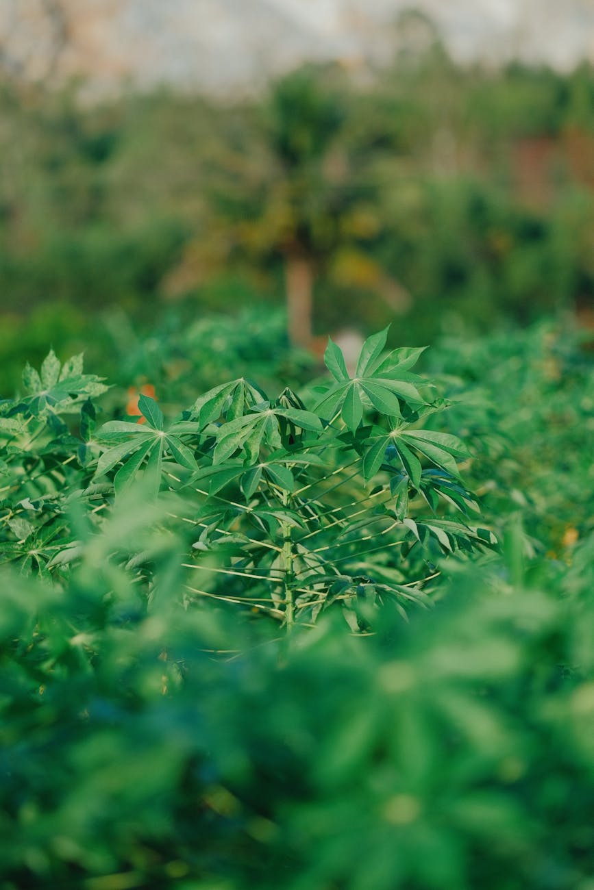 lush cassava plantation in tropical setting
cassava mosaic virus disease 