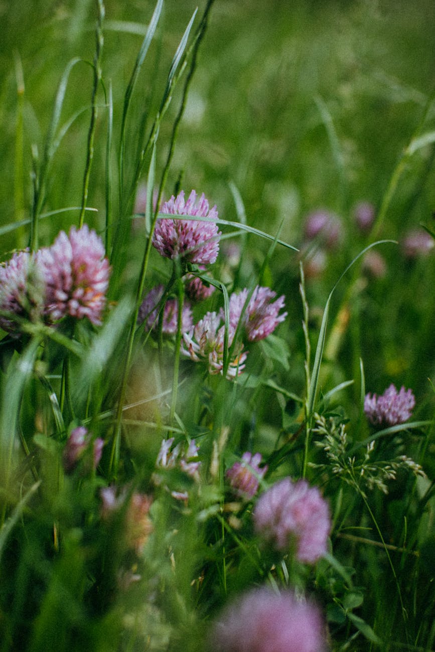 forage crops 